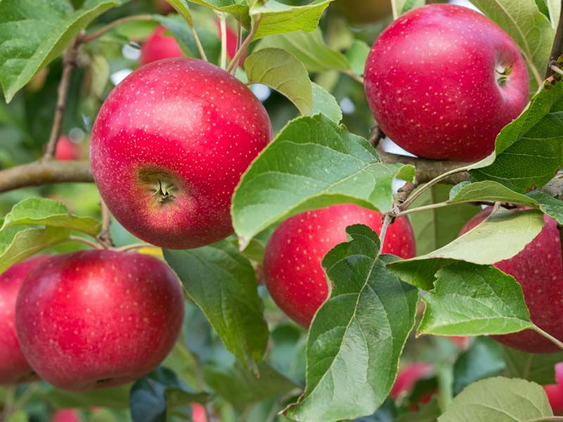 Apfelbaum mit roten Äpfeln
